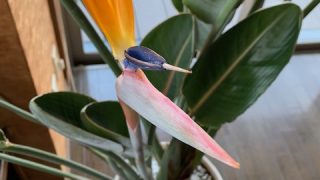 極楽鳥花 | 安土整形外科医院